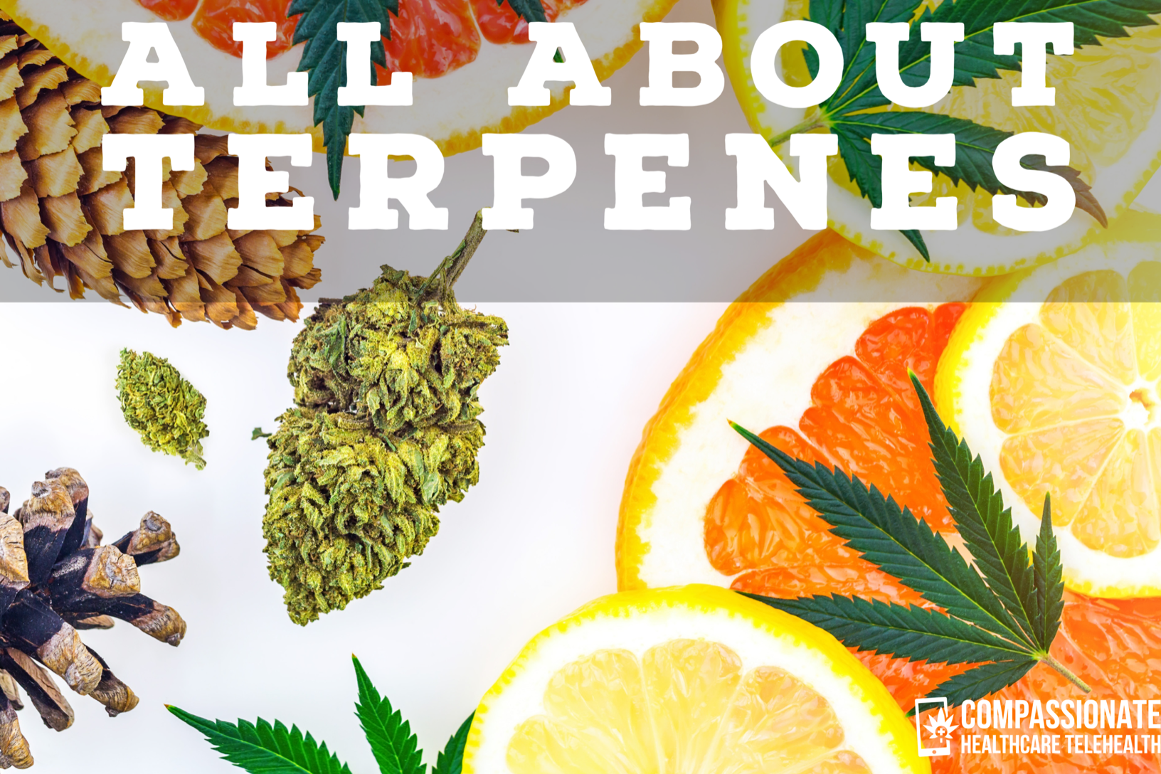 All About Terpenes